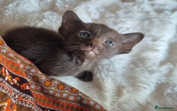 Oriental cats for sale: 2 Oriental boys left ( sold ) - Image 16