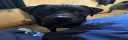 Mixed Breed dogs for sale: *1 MALE* Labrador X Rottweiler puppies for sale - Advert 4