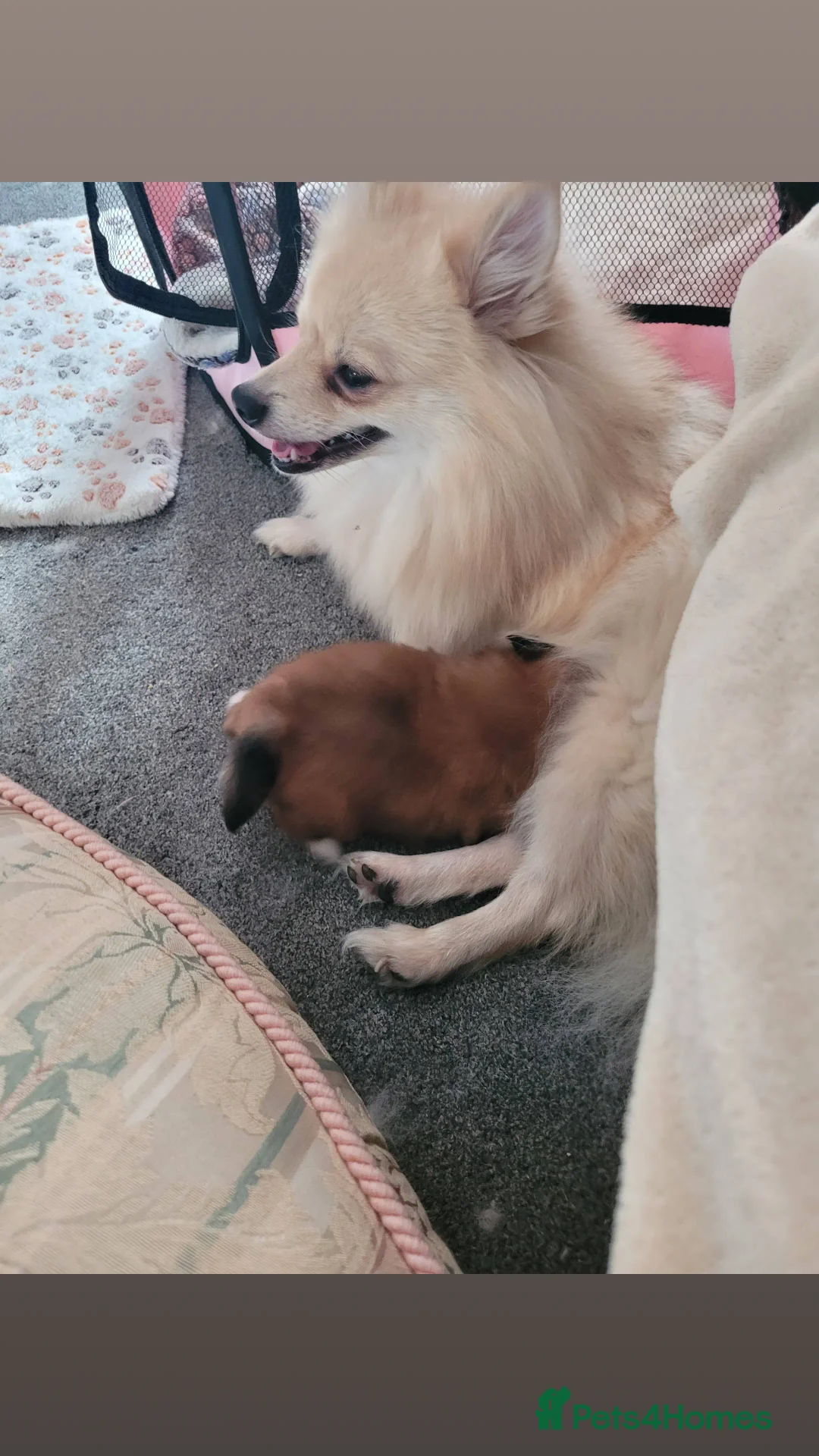 Mixed Breed dogs for sale: Mr timmy - Image 2