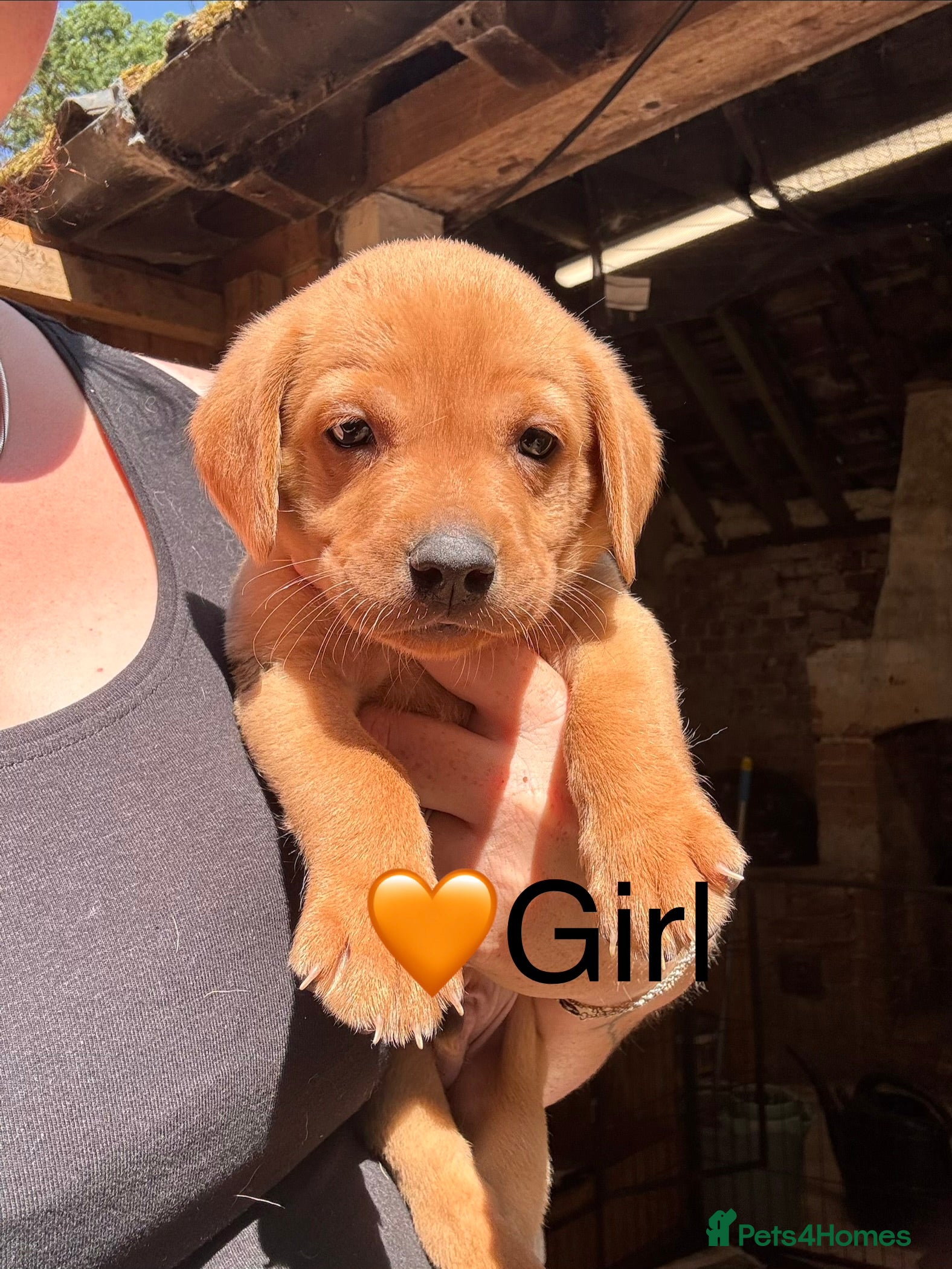 Labrador Retriever dogs Chunky Labrador Puppies ready for new homes 2wks  - Advert 2