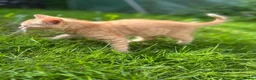 Mixed Breed cats for sale: Sphynx mixed breed kittens - Advert 4