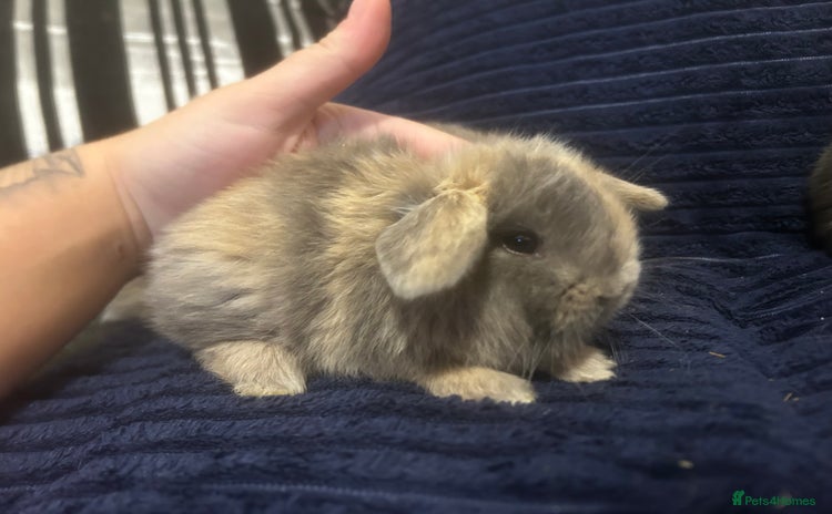 Mini Lop rabbits - Advert 2
