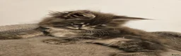 Maine Coon cats for sale: XL Russian main coons in Manchester - Advert 4