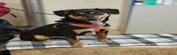 Mixed Breed dogs for adoption: ❤️🐶 PENNY – A HEART FULL OF LOVE & JOY ❤️🐶 - Advert 18