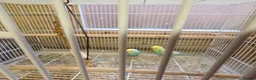 Budgerigars birds for sale: Breeding pair Budgies - Advert 2