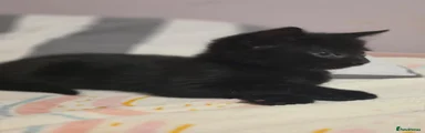 Male black fluffy kitten