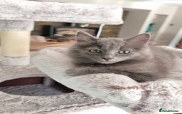 British Longhair cats for sale: Longhair  - Image 2