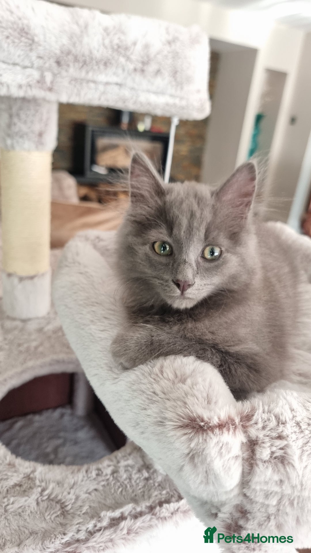 British Longhair cats for sale: Longhair  - Image 2