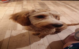 Cockapoo dogs for sale: Boy cockapoo  - Advert 5