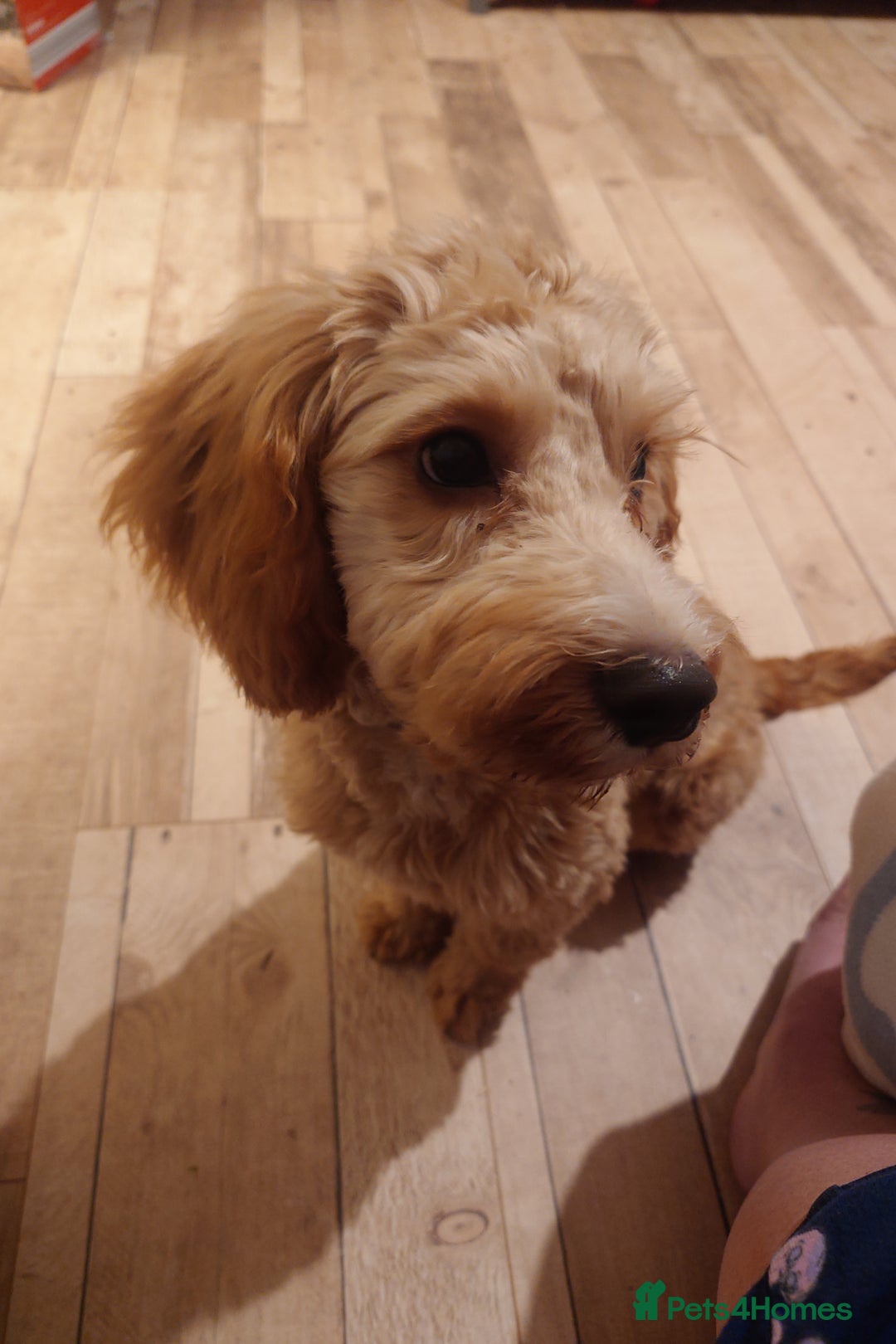 Cockapoo dogs for sale: Boy cockapoo  - Advert 5