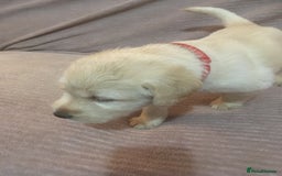 Labradoodle dogs for sale: Labradoodle puppies for sale £600-£750 - Image 25