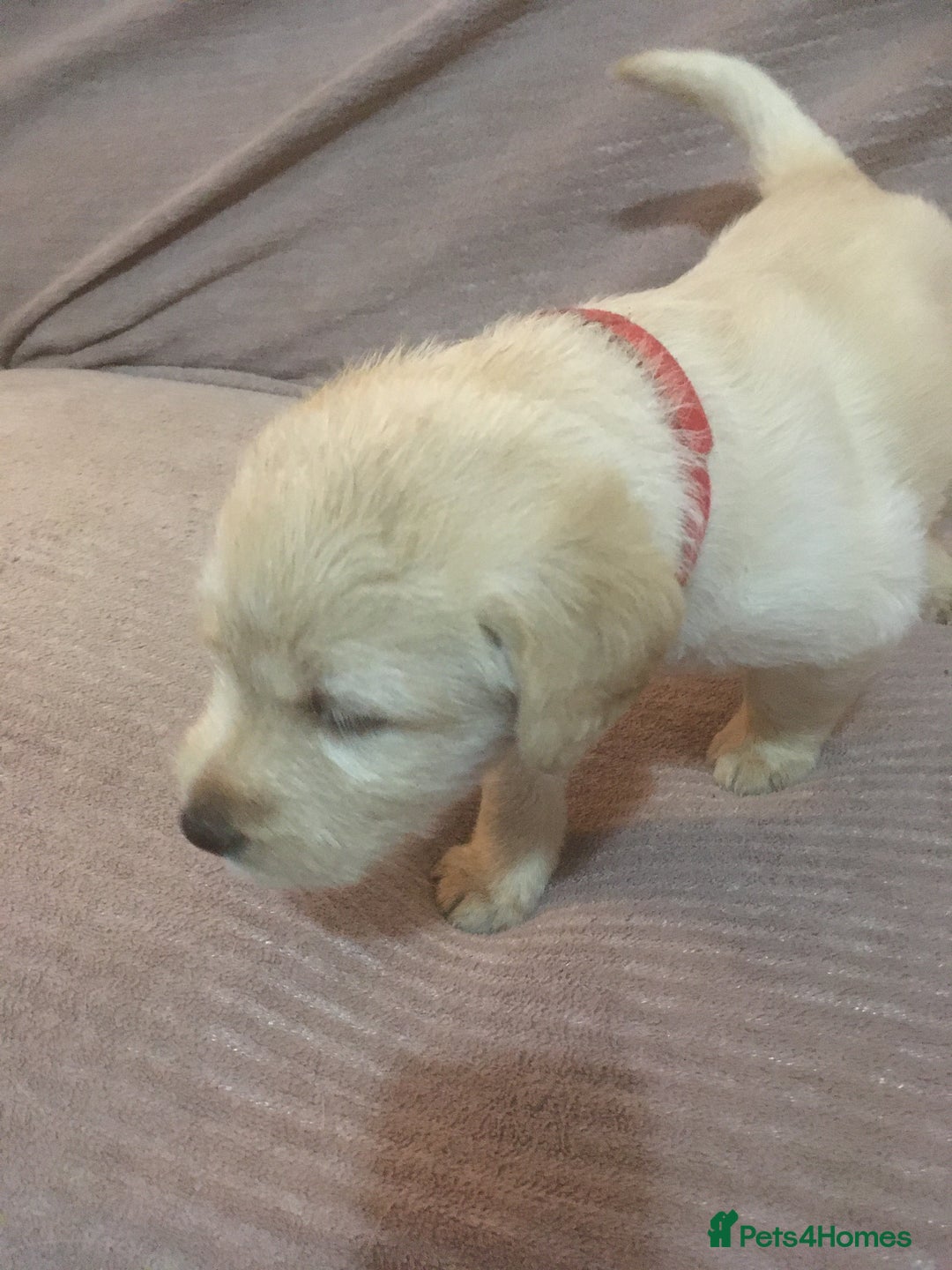 Labradoodle dogs for sale: Labradoodle puppies for sale £600-£750 - Image 25