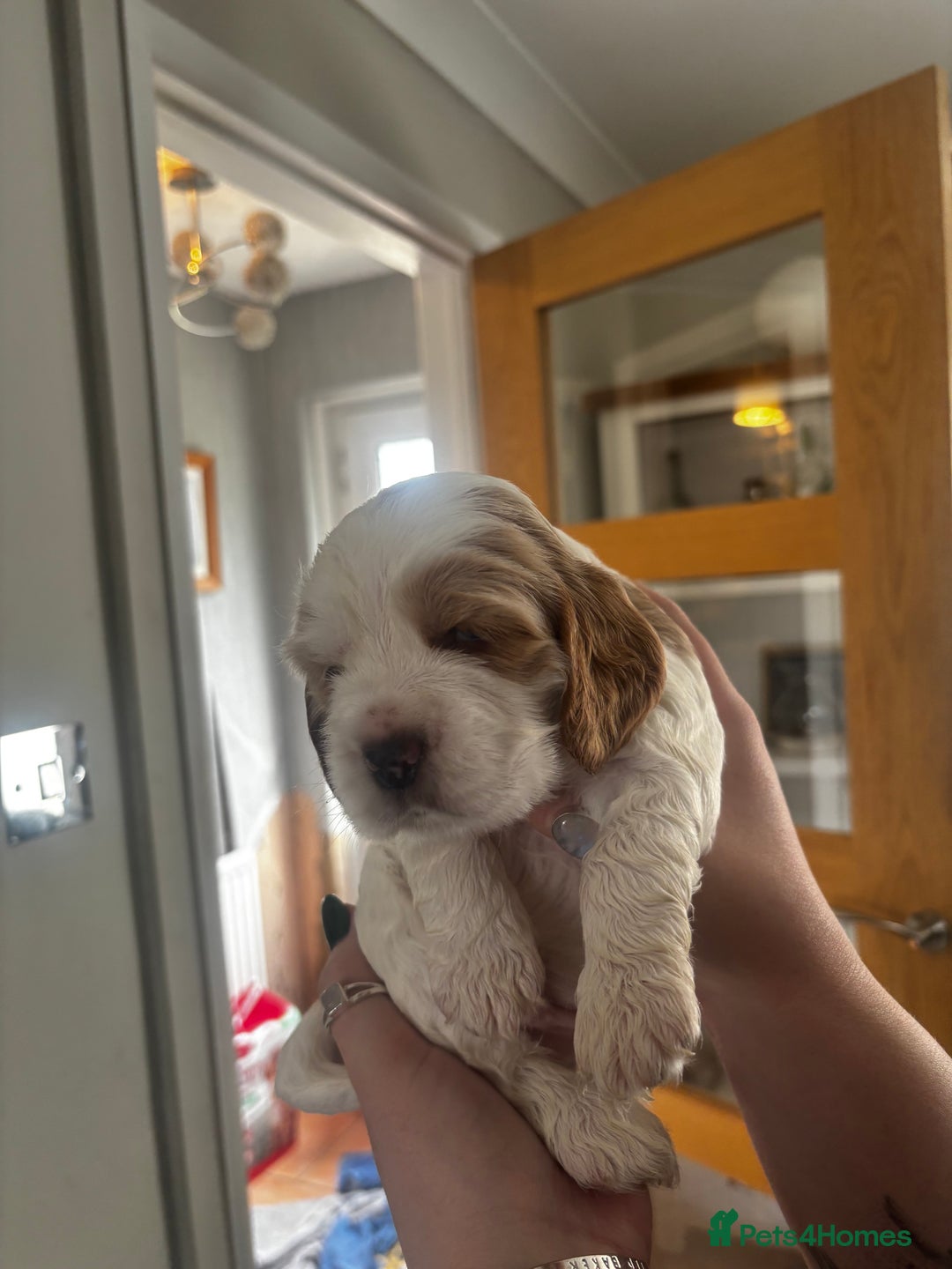 Cocker Spaniel dogs for sale: COME AND MEET US NOW Outstanding  show type - Image 3