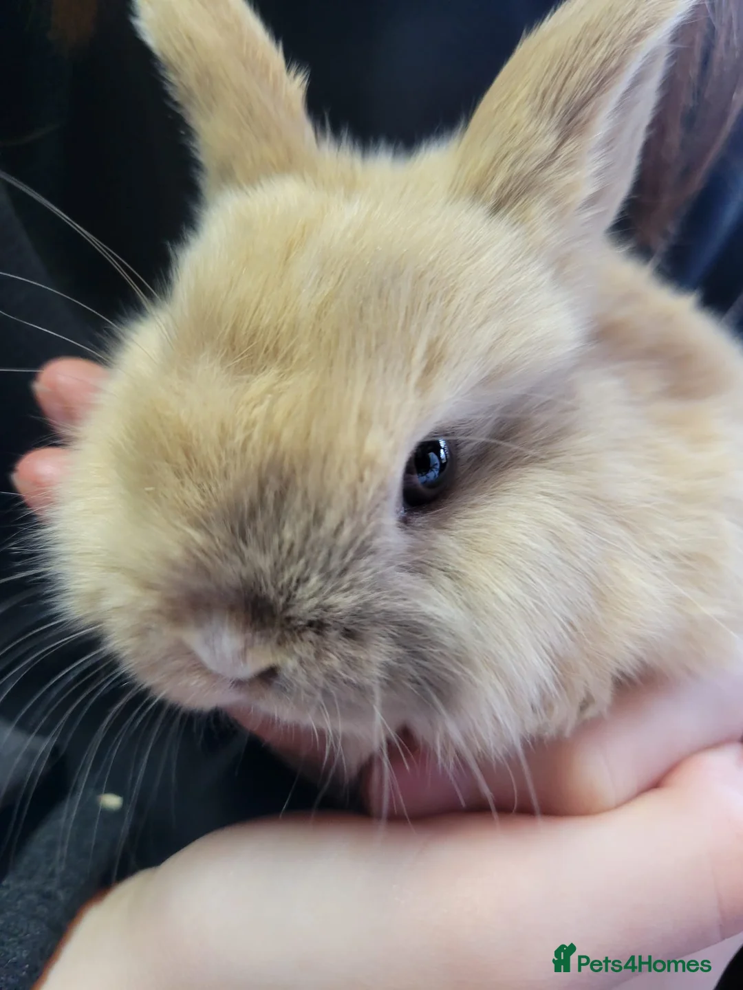 Mini Lop rabbits for sale: Beautiful pure breed friendly mini lop bunnies - Advert 7