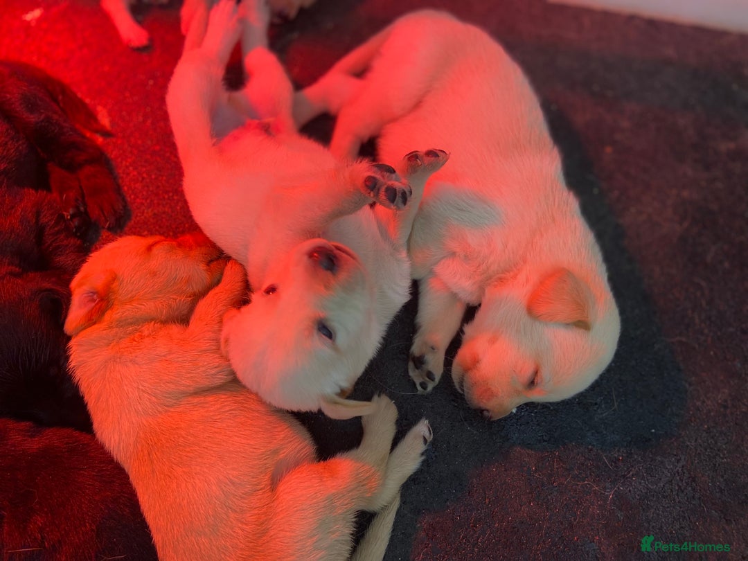 Labrador Retriever dogs for sale: Labrador pups  - Image 4