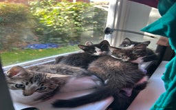 Mixed Breed cats for sale: 5 kittens for Sale - Image 10