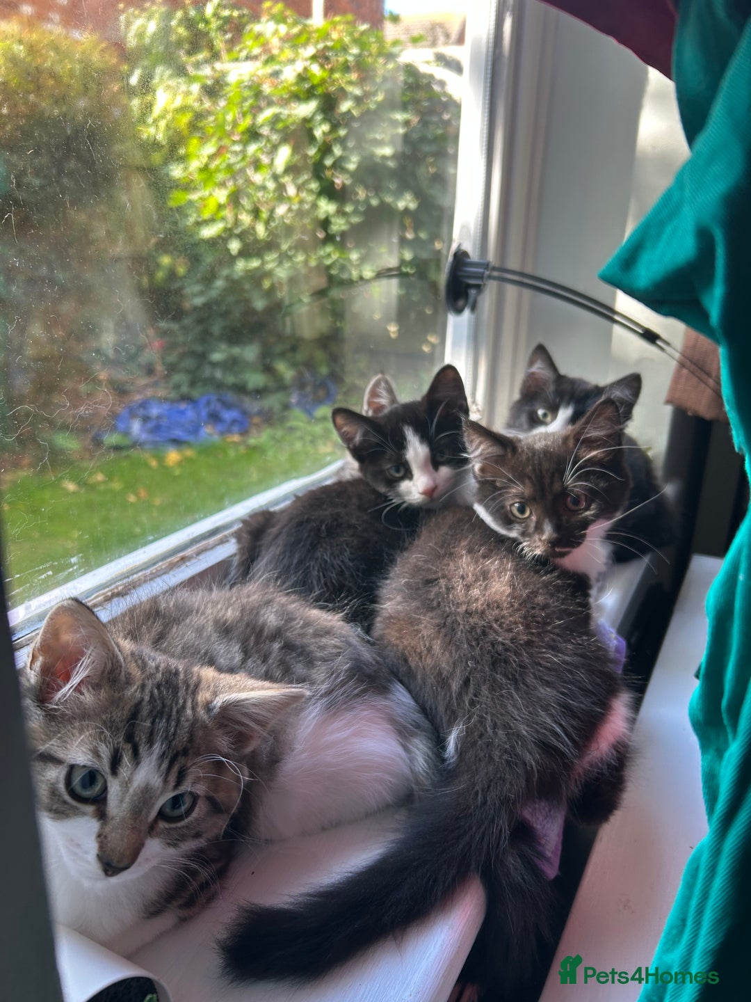 Mixed Breed cats for sale: 5 kittens for Sale - Image 10