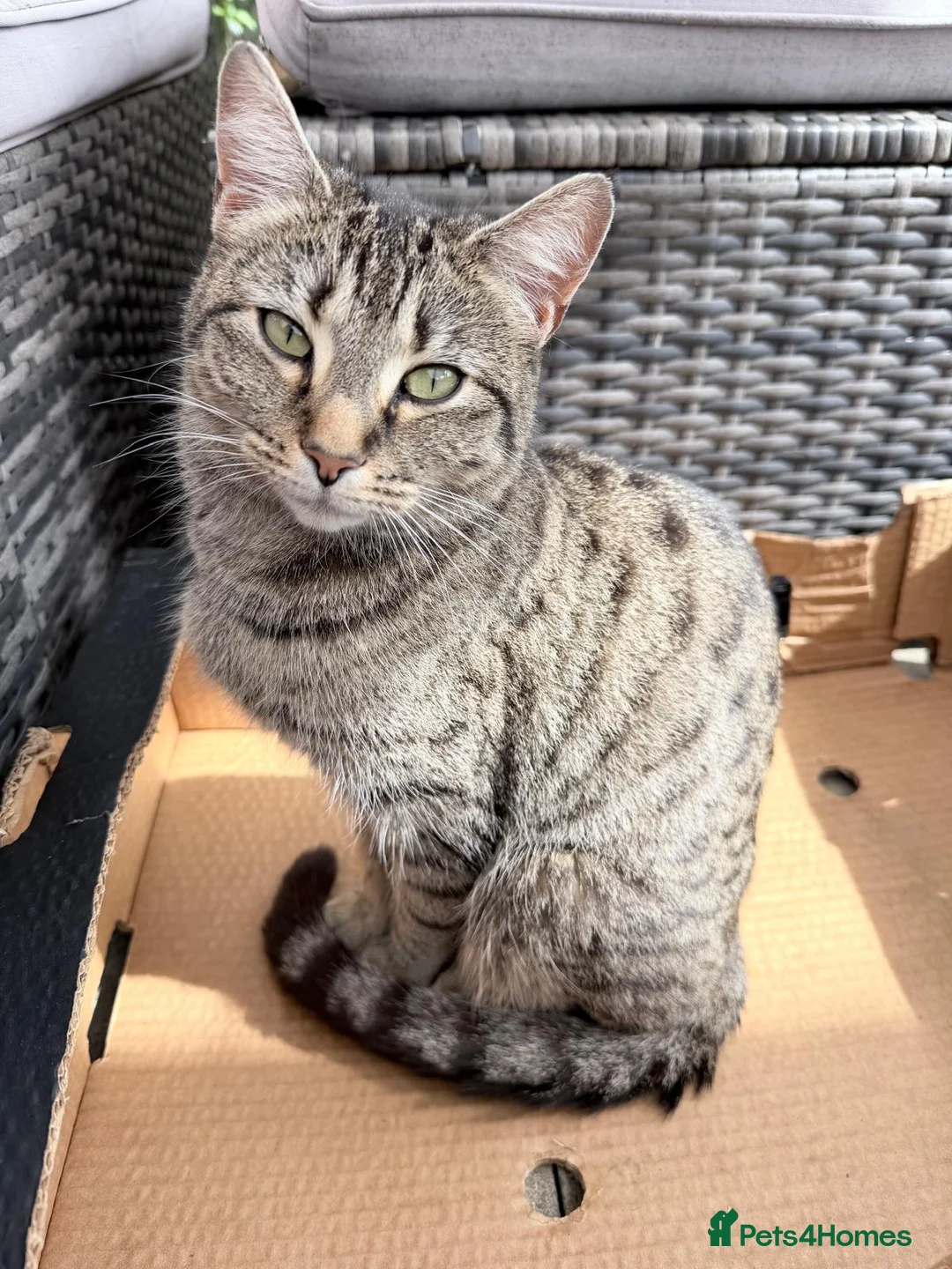 Domestic Shorthair cats for sale: 3 lovely and playful kittens  - Advert 12