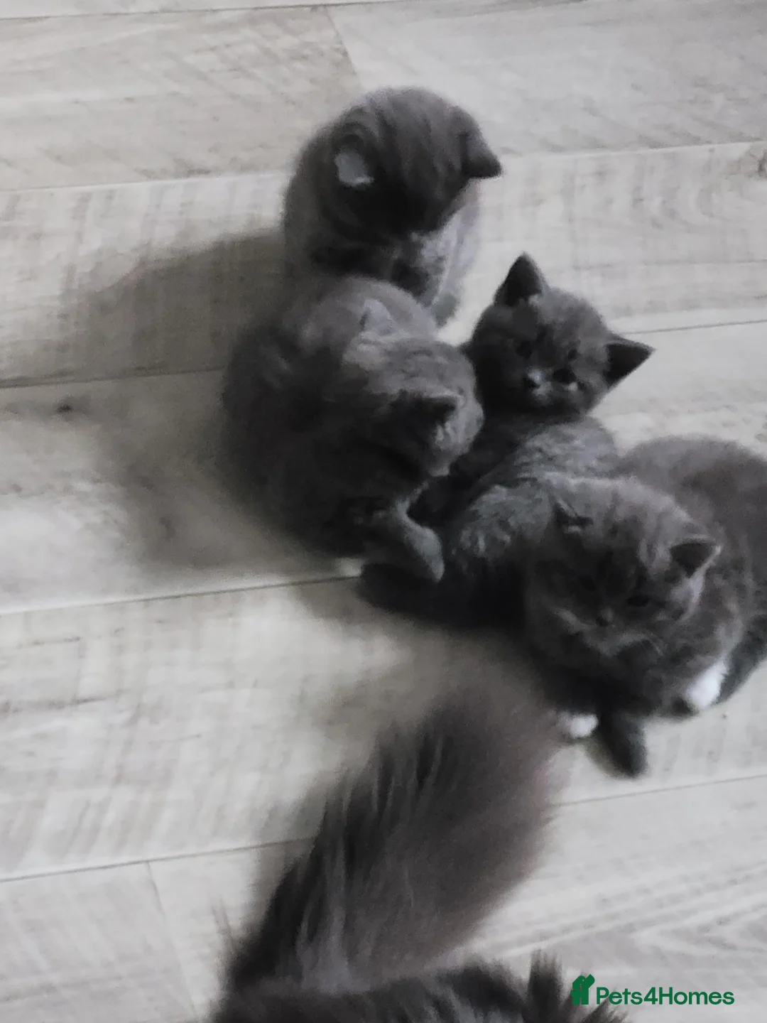 British Shorthair cats for sale: BSH kittens  - Advert 9