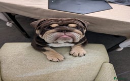 English Bulldog dogs for stud: GLEN COCO for stud in Birmingham - Image 1