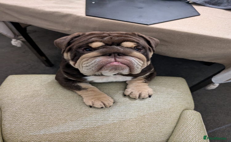 English Bulldog dogs in Birmingham - Advert 1