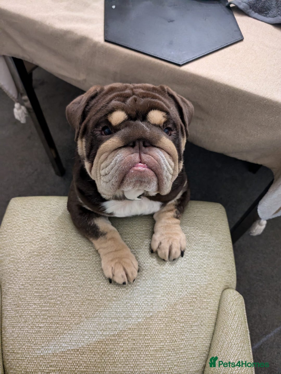 English Bulldog dogs for stud: GLEN COCO for stud in Birmingham - Image 1