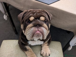 English Bulldog dogs in Birmingham - Advert 13