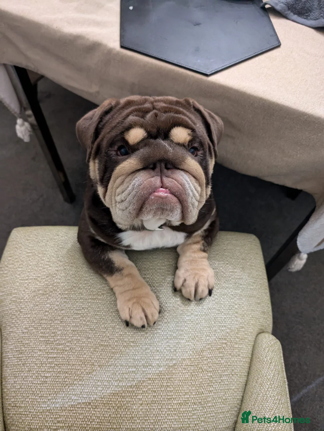 English Bulldog dogs for stud: GLEN COCO for stud in Birmingham - Advert 1