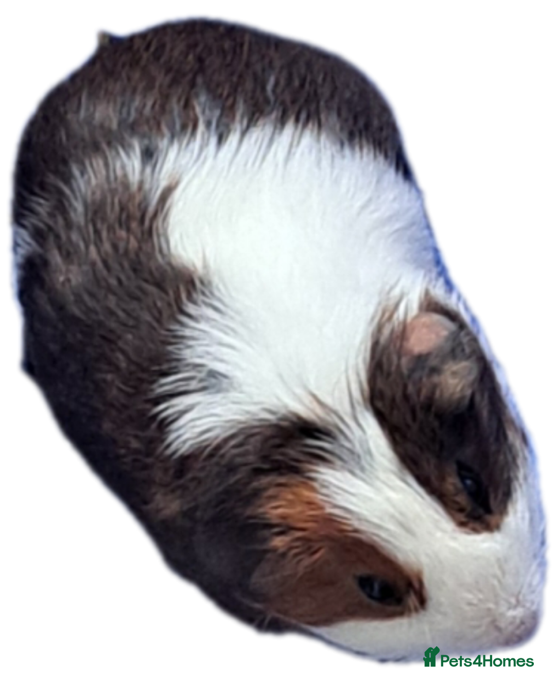 Guinea Pig rodents for sale: Guinea - Advert 2