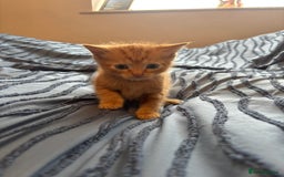Mixed Breed cats for sale: 5 beautiful kittens - Image 5