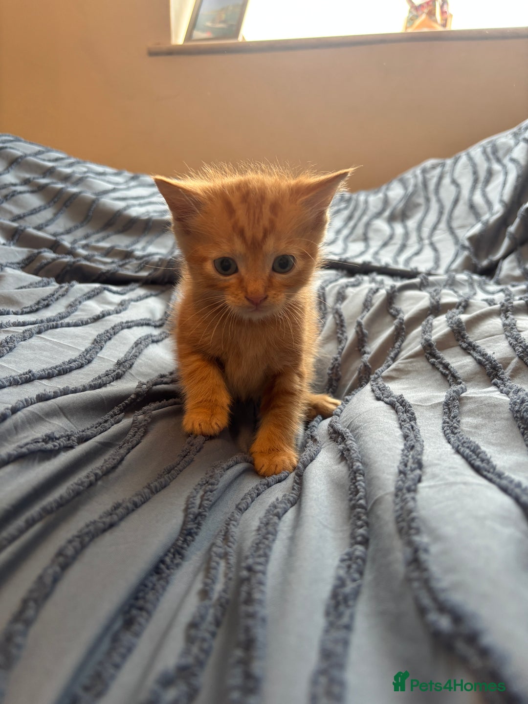Mixed Breed cats for sale: 5 beautiful kittens - Image 5