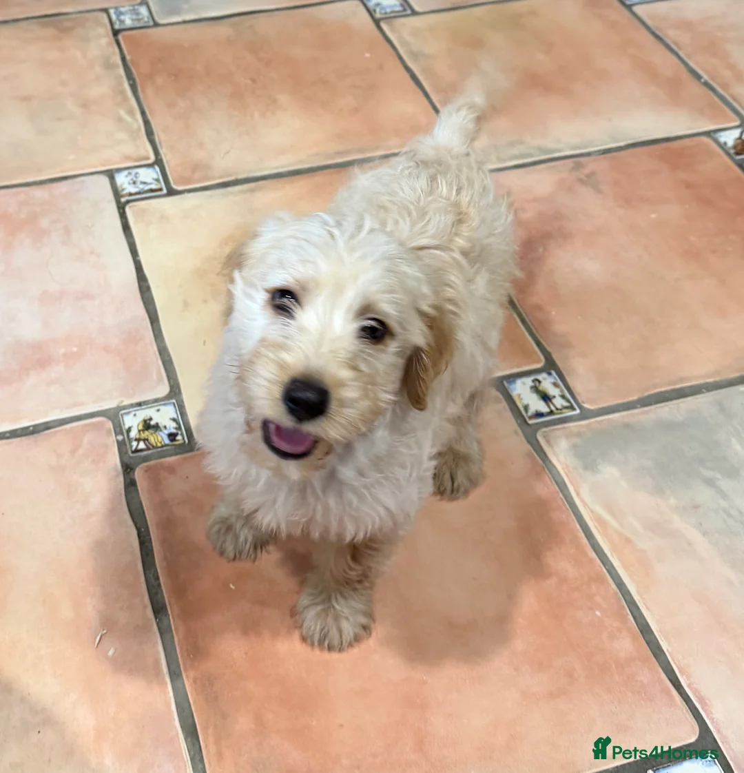 Labradoodle dogs for sale: Miniature Labradoodle from experienced breeder  - Advert 4