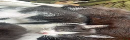 Mixed Breed cats for sale: Mixture of black & white ready to go mixed breed - Advert 30