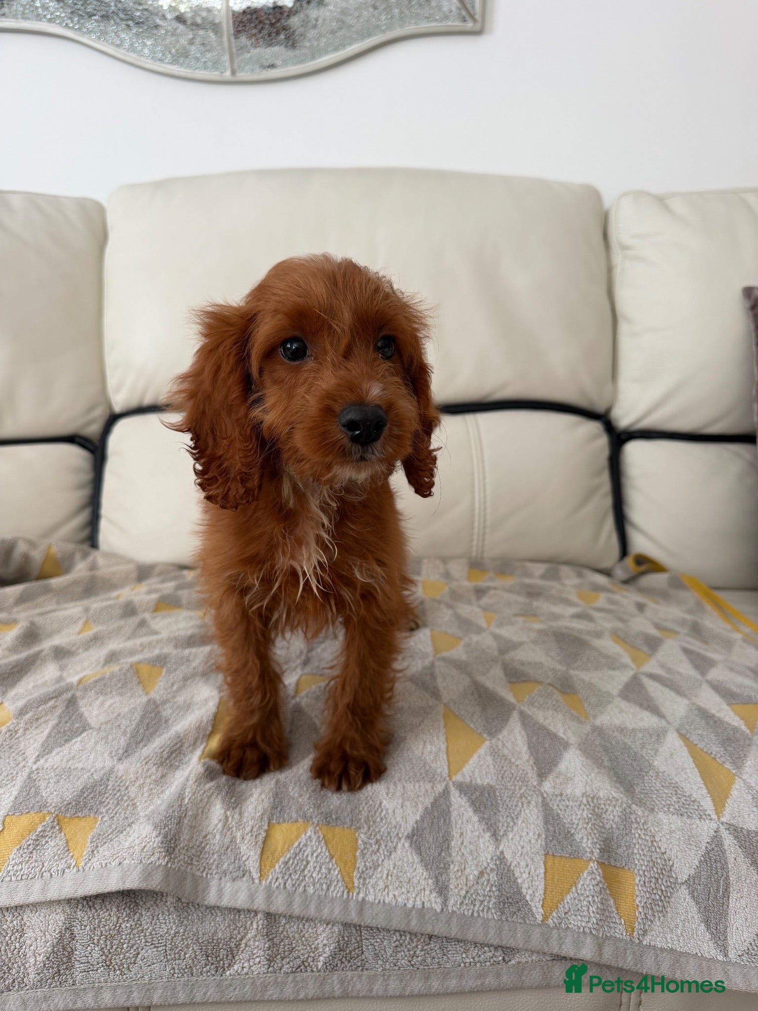 Cockapoo dogs Cockapoos ready now  - Advert 2