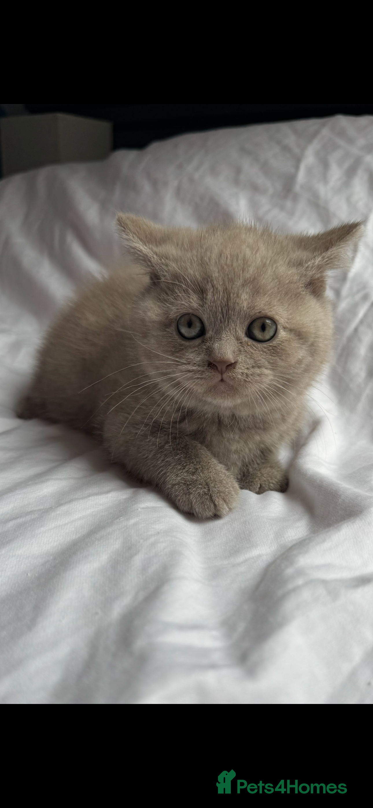 British Shorthair cats LOWER PRICE due to Hols, Golden & Blue BSH Kittens - Advert 2