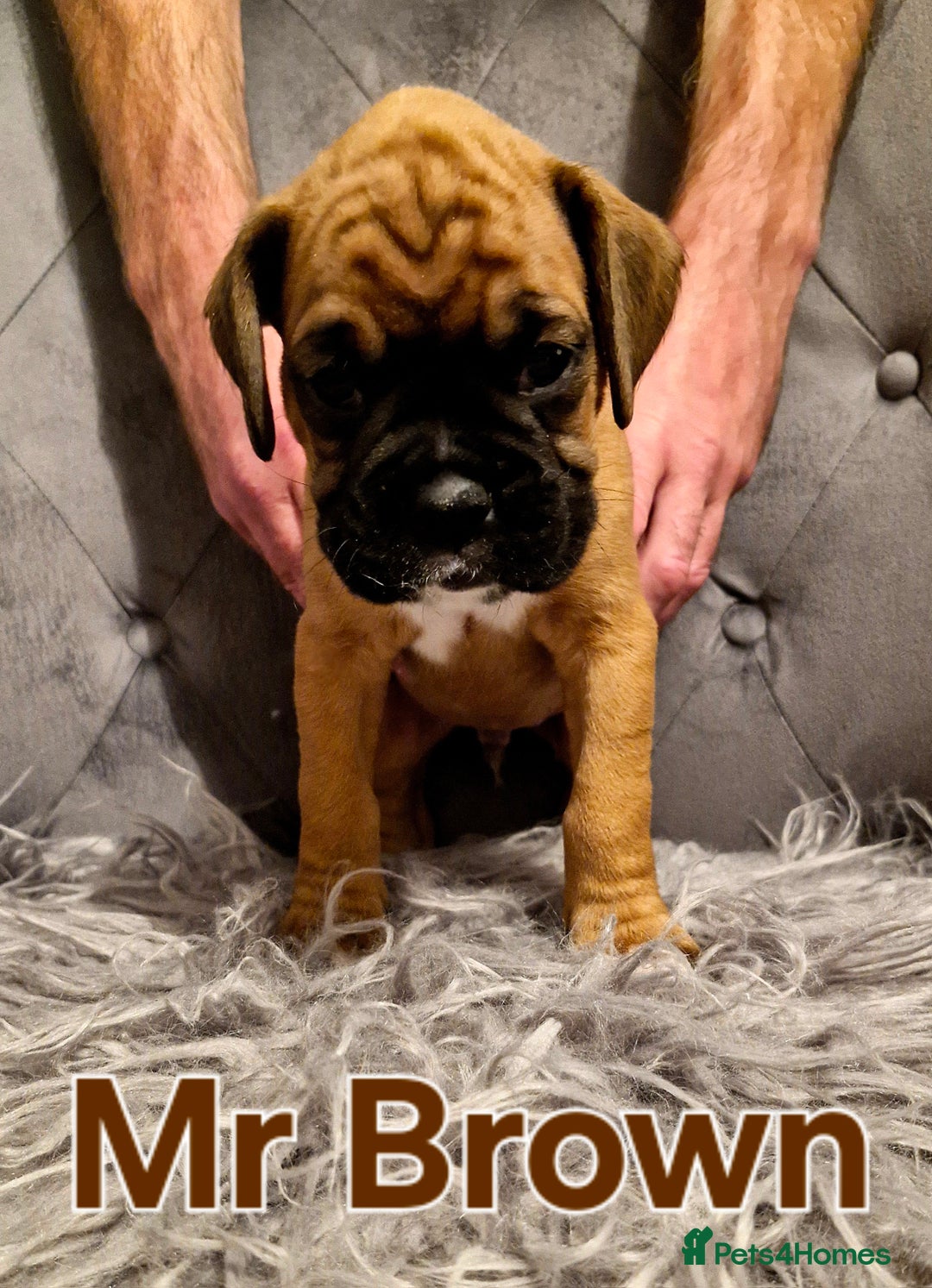 Boxer dogs for sale: Gorgeous Litter of 9 KC Registered Boxer Puppies - Image 25