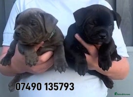 Staffordshire Bull Terrier dogs - Advert 10