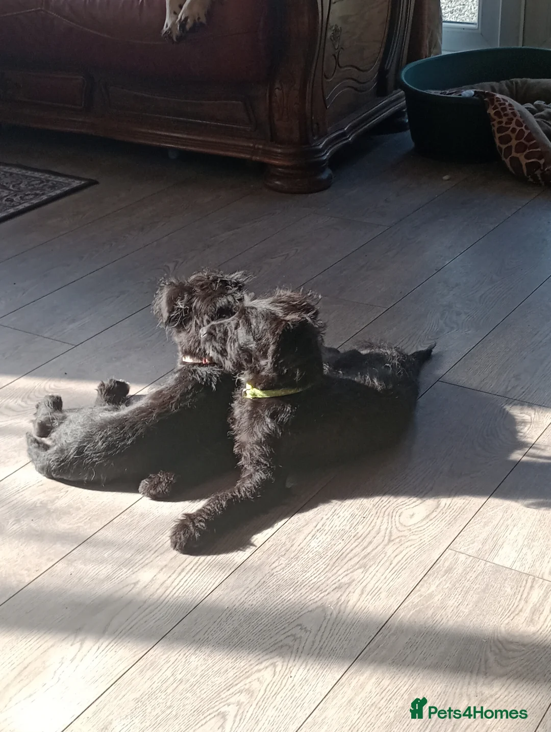 Jackapoo dogs for sale: Adorable and lovable Jacapoo,s - Advert 2
