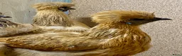 Chickens poultry for sale: Silkie  - Advert 10