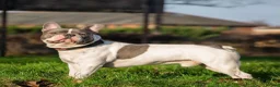 French Bulldog dogs for sale: Stunning French bulldogs in Bradford - Advert 2