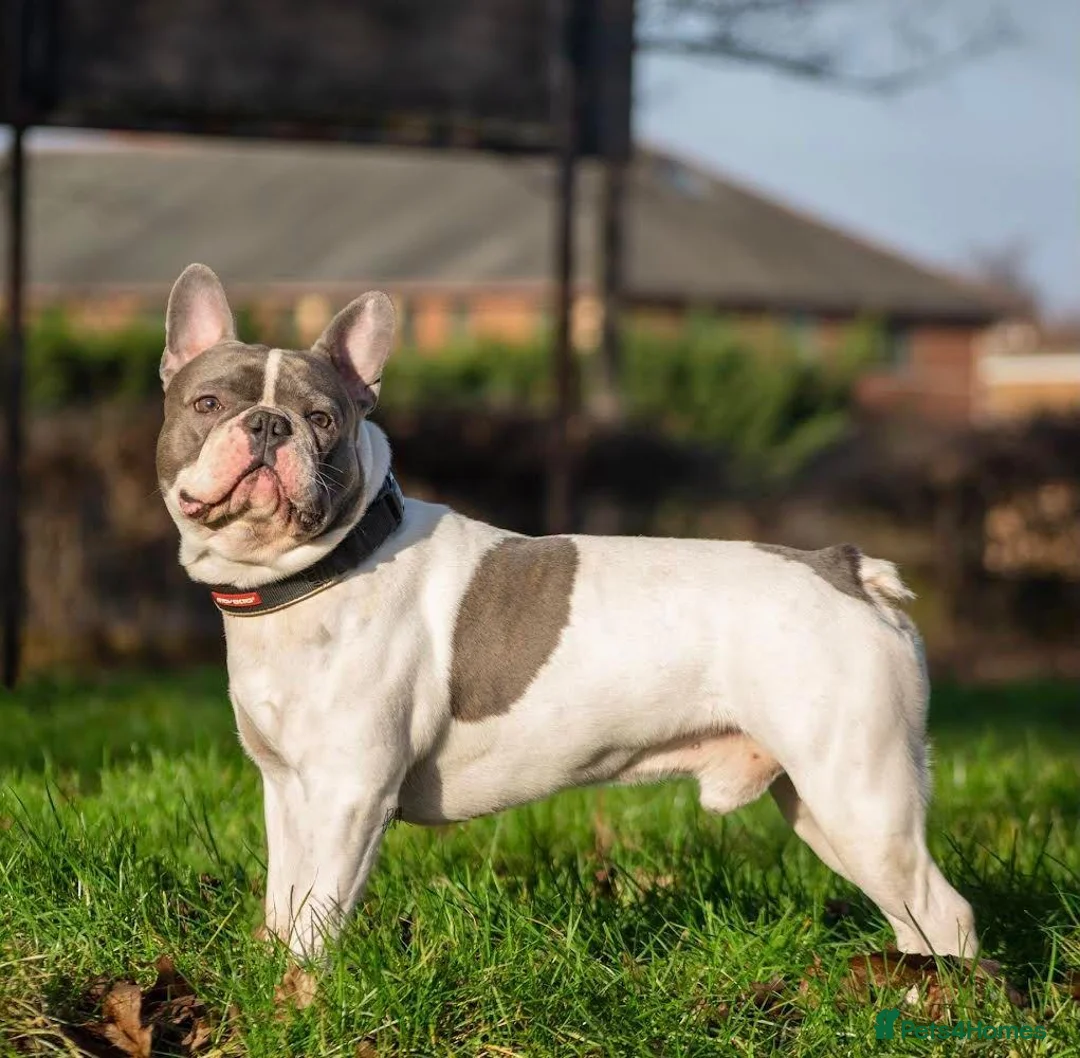 French Bulldog dogs for sale: Stunning French bulldogs in Bradford - Advert 2