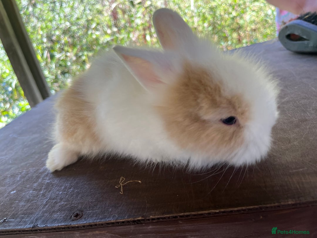 Lionhead rabbits for sale: 5 lionhead bunnies  - Image 4