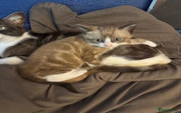 Bengal cats for sale: Mink Bengal kitten - Image 2