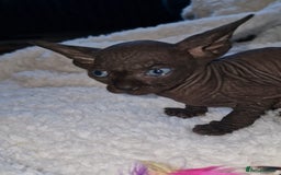 Sphynx cats for sale: Beautiful Canadian Sphynx kittens purebreed  - Image 11