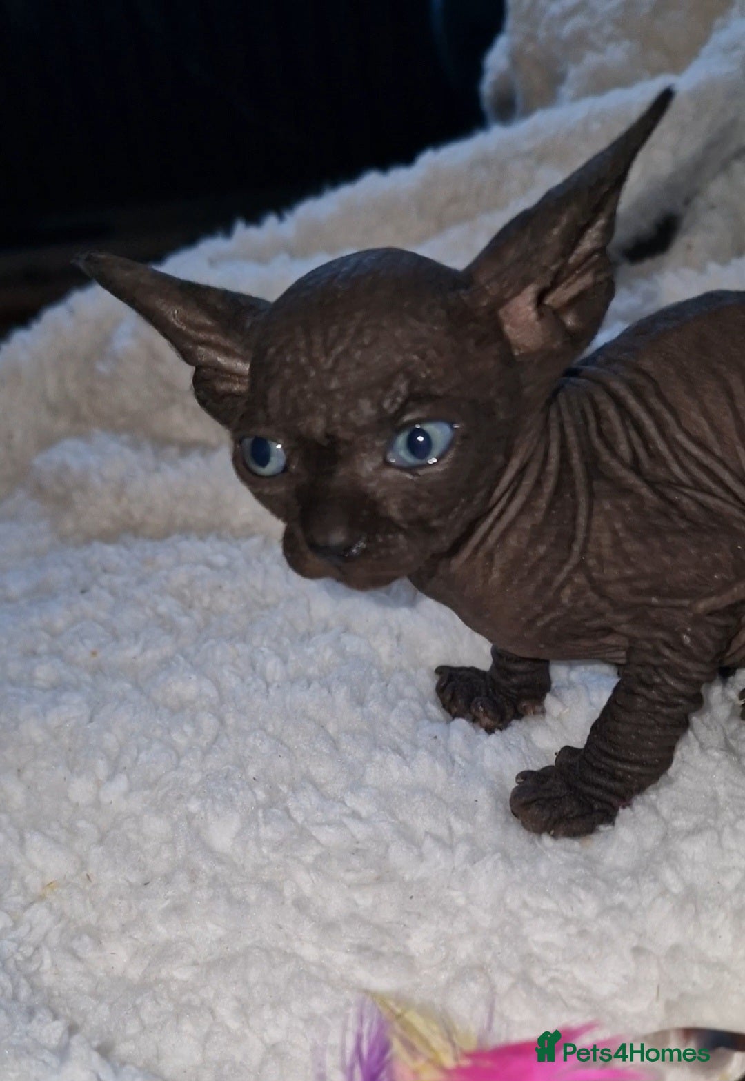 Sphynx cats for sale: Beautiful Canadian Sphynx kittens purebreed  - Image 11