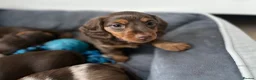 Miniature Dachshund dogs for sale: ONLY 2 LEFT! KC Registered Miniature Dachsunds - Advert 1