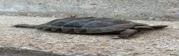 Tortoise reptiles for sale: 30yr old leopard tortoise - Advert 3