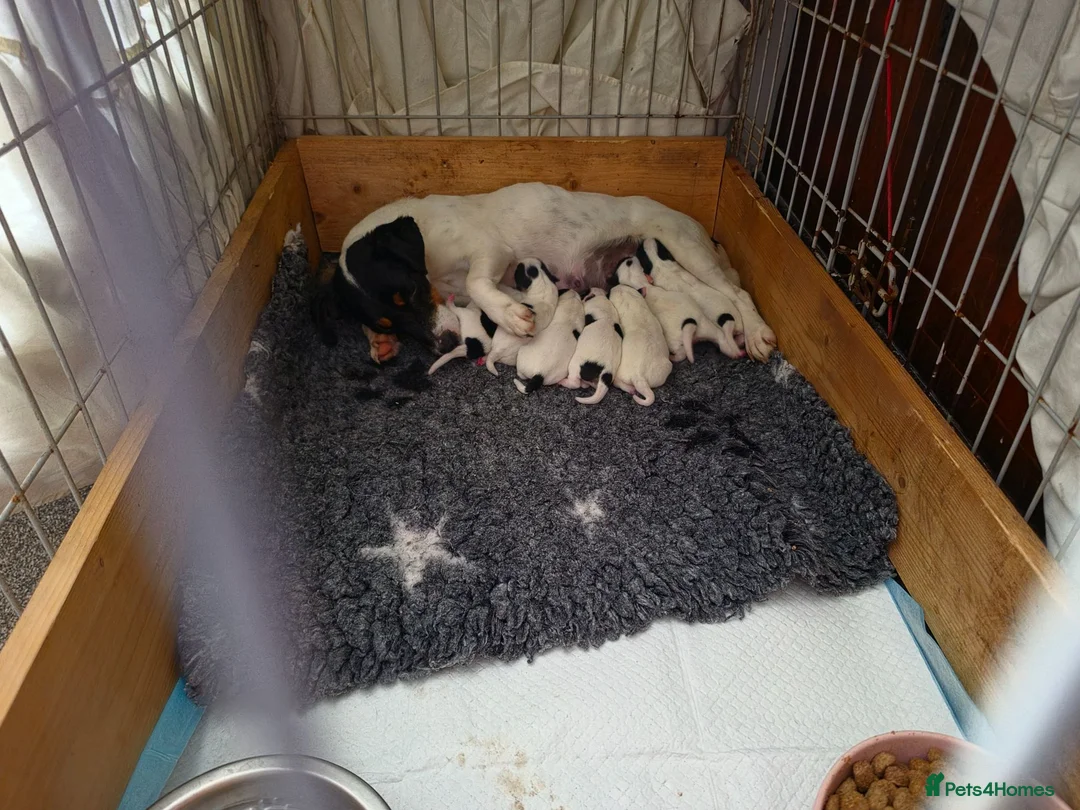 Jack Russell dogs for sale: Jack Russell  puppys   - Advert 1