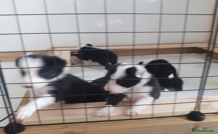 Border Collie dogs - Advert 1