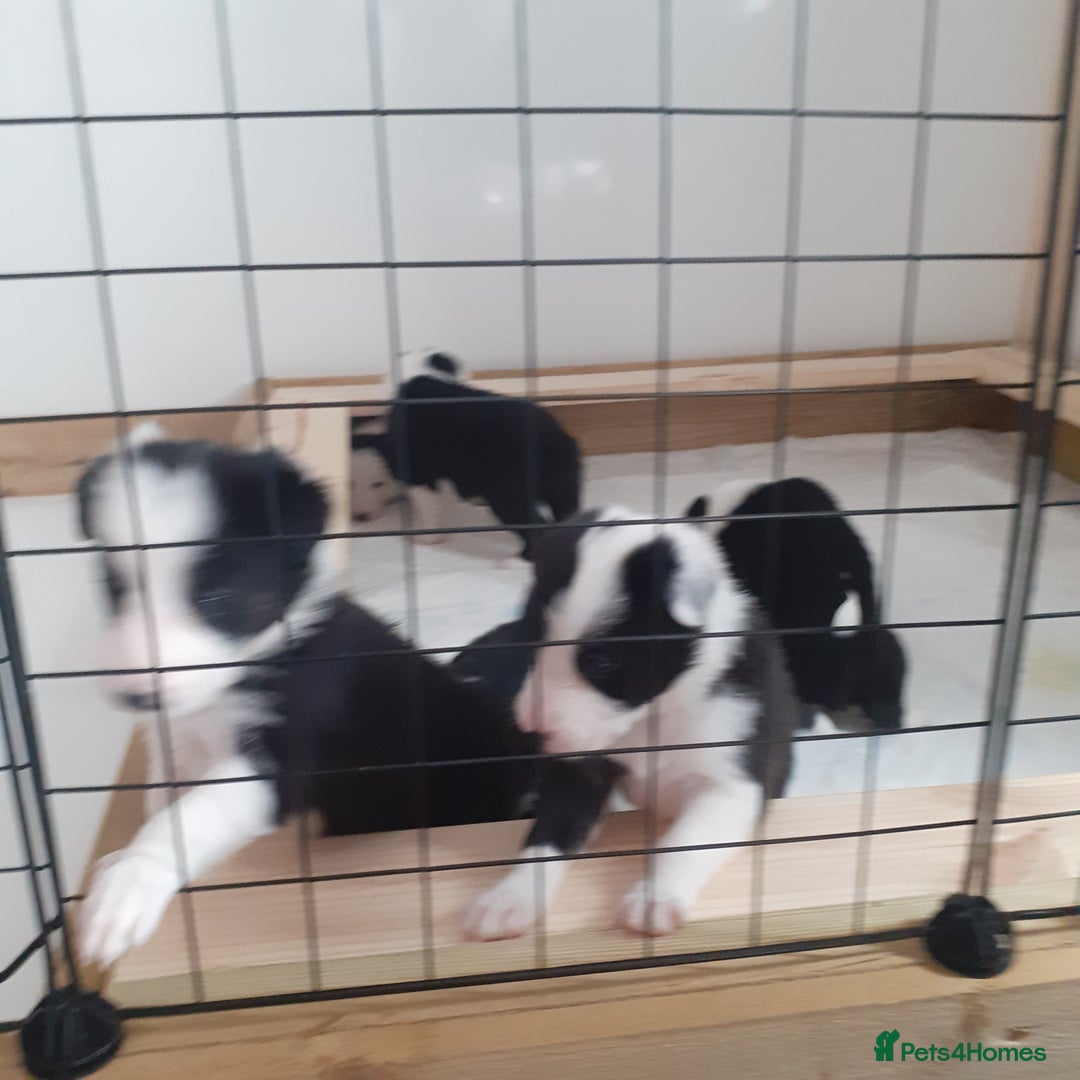 Border Collie dogs for sale: Border collie pups - Image 1